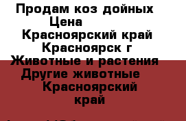 Продам коз дойных › Цена ­ 6 000 - Красноярский край, Красноярск г. Животные и растения » Другие животные   . Красноярский край